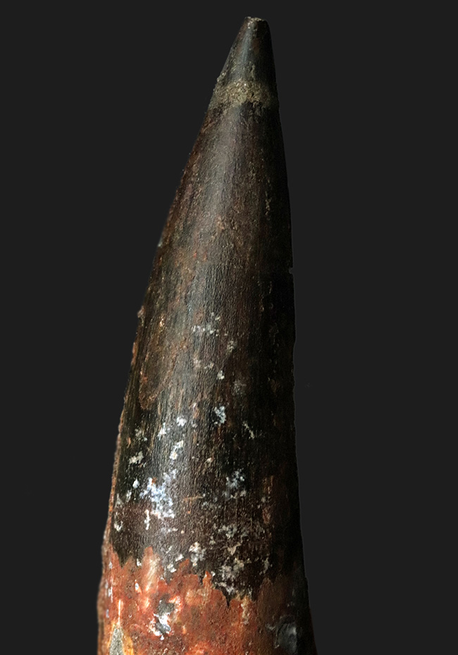 【最終値下げ】149mm スピノサウルスの歯 スピノサウルスの歯（Spinosaurus）｜化石販売・鉱物販売の東京