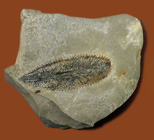 細部まで保存されたユタ州産筆石（Phyllograptus sp.）（その1）