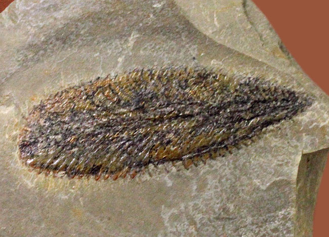 細部まで保存されたユタ州産筆石（Phyllograptus sp.）（その2）