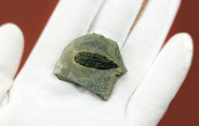 細部まで保存されたユタ州産筆石（Phyllograptus sp.）（その3）