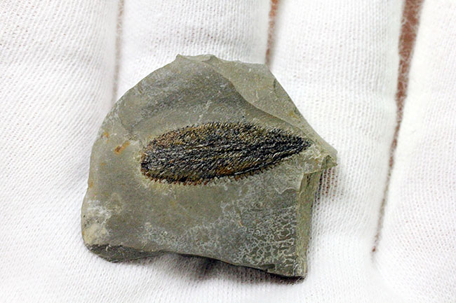 細部まで保存されたユタ州産筆石（Phyllograptus sp.）（その4）