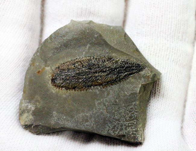 細部まで保存されたユタ州産筆石（Phyllograptus sp.）（その5）
