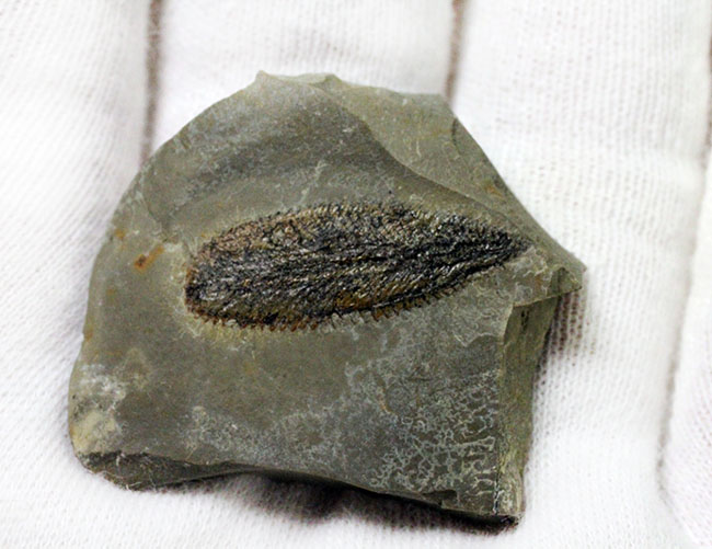 細部まで保存されたユタ州産筆石(Phyllograptus sp.)(その5)