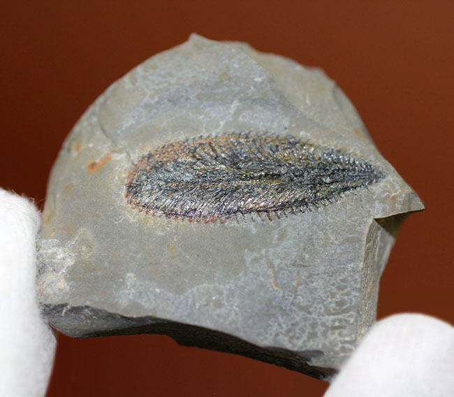 細部まで保存されたユタ州産筆石（Phyllograptus sp.）（その6）