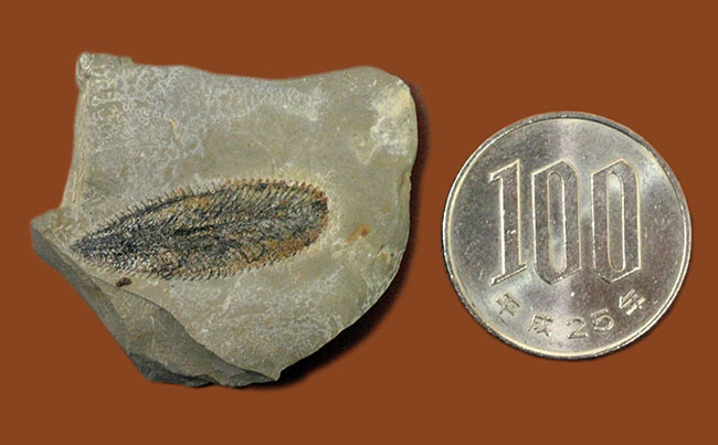 細部まで保存されたユタ州産筆石（Phyllograptus sp.）（その7）