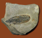 細部まで保存されたユタ州産筆石（Phyllograptus sp.）