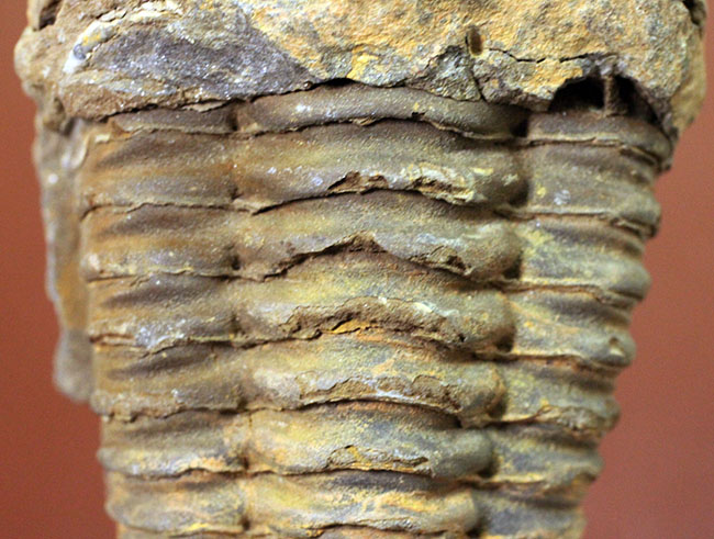 非常に大型の、モロッコ産三葉虫ディアカリメネ（Diacalymene sp.）。展示ケース付き。（その3）