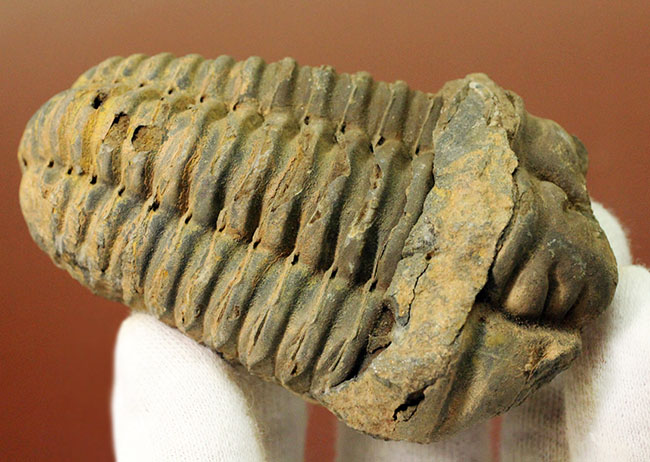 モロッコ産 古生代 三葉虫 ズリコバスビス 11cm h92 大きく上に飛び出した眼が特徴的なモロッコ産の三葉虫ズリコバスピス