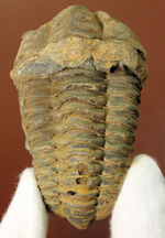 非常に大型の、モロッコ産三葉虫ディアカリメネ（Diacalymene sp.）。展示ケース付き。