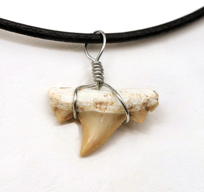 ワイルドな存在感を演出！本物のサメの歯化石を用いたペンダントトップ