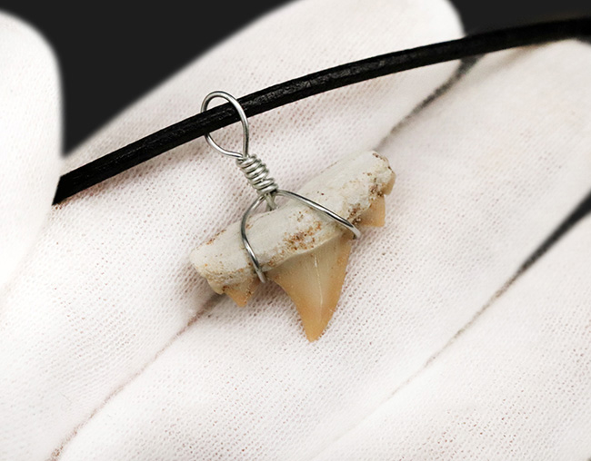 ワイルドな存在感を演出！本物のサメの歯化石を用いたペンダントトップ
