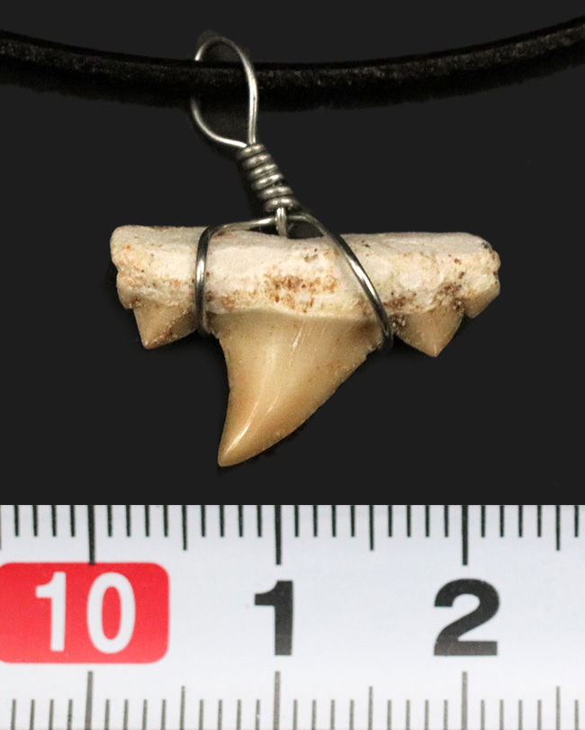 ワイルドな存在感を演出！本物のサメの歯化石を用いたペンダントトップ