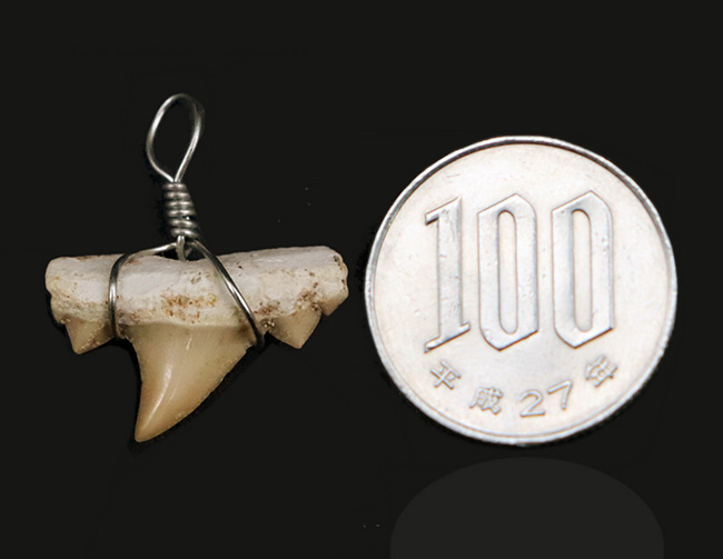 ワイルドな存在感を演出！本物のサメの歯化石を用いたペンダントトップ