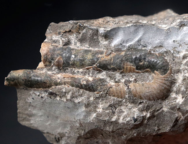 1992年9月に採集された北海道産白亜紀異常巻きアンモナイト、ポリプチコセラス（Polyptychoceras）の化石（その1）