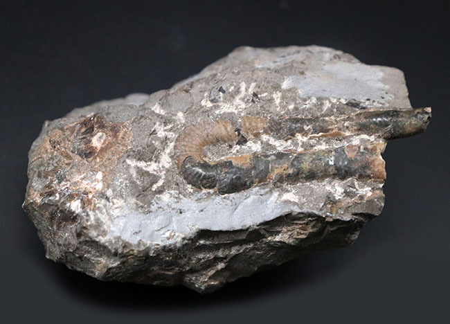 1992年9月に採集された北海道産白亜紀異常巻きアンモナイト、ポリプチコセラス（Polyptychoceras）の化石（その2）