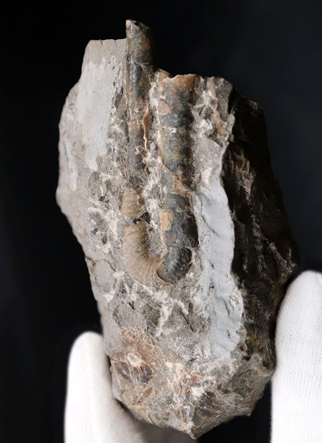 1992年9月に採集された北海道産白亜紀異常巻きアンモナイト、ポリプチコセラス（Polyptychoceras）の化石（その3）