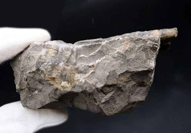 1992年9月に採集された北海道産白亜紀異常巻きアンモナイト、ポリプチコセラス（Polyptychoceras）の化石（その4）