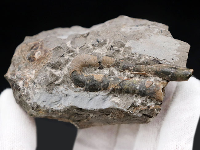 1992年9月に採集された北海道産白亜紀異常巻きアンモナイト、ポリプチコセラス（Polyptychoceras）の化石（その5）