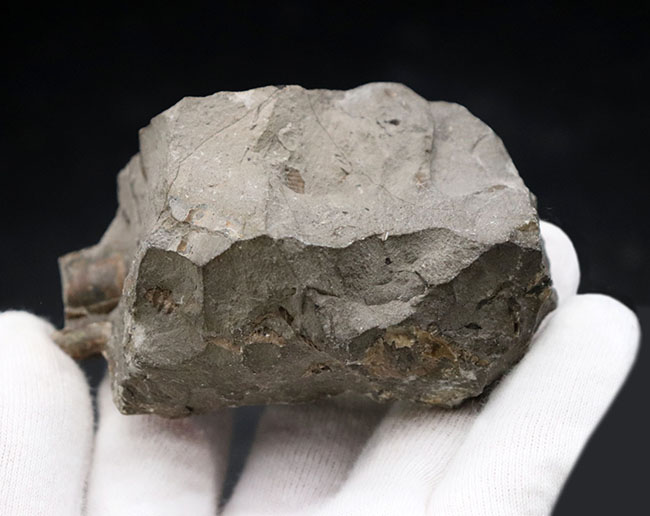 1992年9月に採集された北海道産白亜紀異常巻きアンモナイト、ポリプチコセラス（Polyptychoceras）の化石（その6）