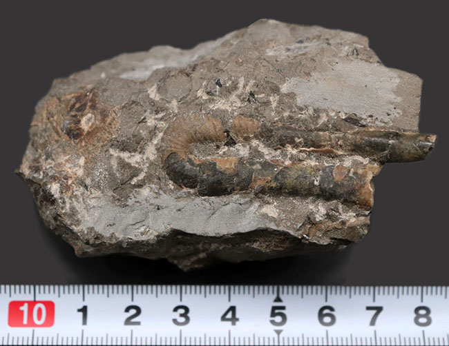 1992年9月に採集された北海道産白亜紀異常巻きアンモナイト、ポリプチコセラス（Polyptychoceras）の化石（その7）
