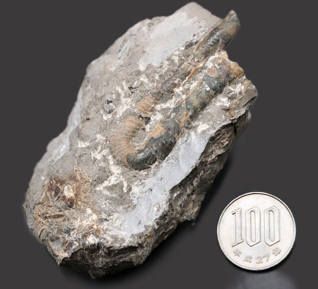 1992年9月に採集された北海道産白亜紀異常巻きアンモナイト、ポリプチコセラス（Polyptychoceras）の化石（その8）