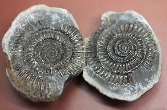 パカっと開く、ネガポジ標本、ジュラ紀を代表するアンモナイト、ダクチリオセラス(Dactylioceras sp.)(その1)