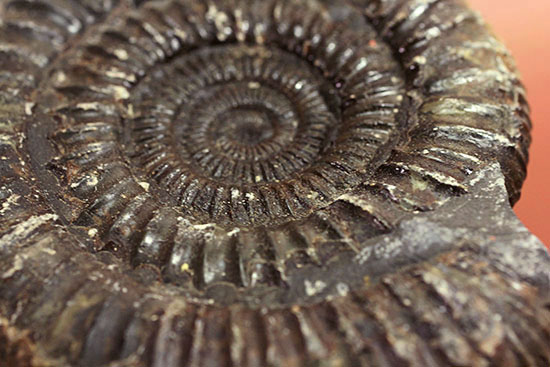 パカっと開く、ネガポジ標本、ジュラ紀を代表するアンモナイト、ダクチリオセラス(Dactylioceras sp.)(その11)