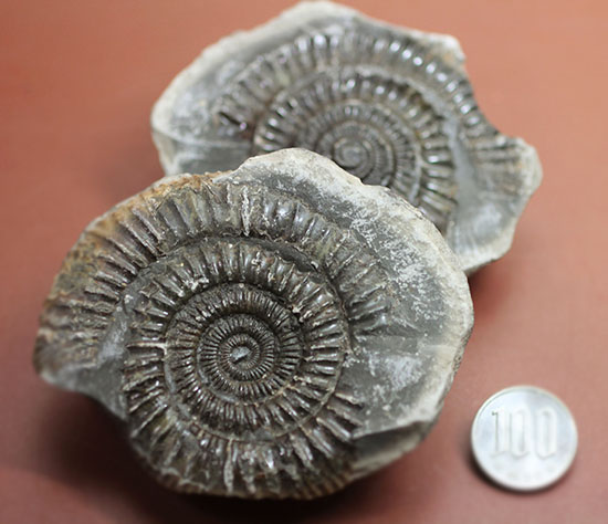パカっと開く、ネガポジ標本、ジュラ紀を代表するアンモナイト、ダクチリオセラス(Dactylioceras sp.)(その12)
