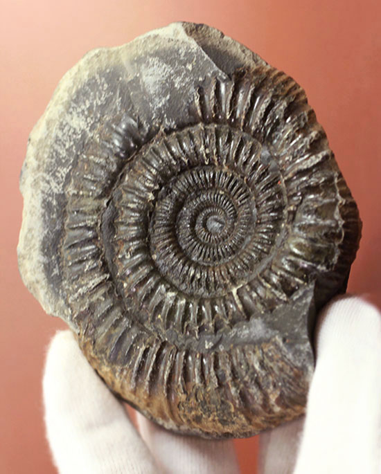 パカっと開く、ネガポジ標本、ジュラ紀を代表するアンモナイト、ダクチリオセラス(Dactylioceras sp.)(その2)