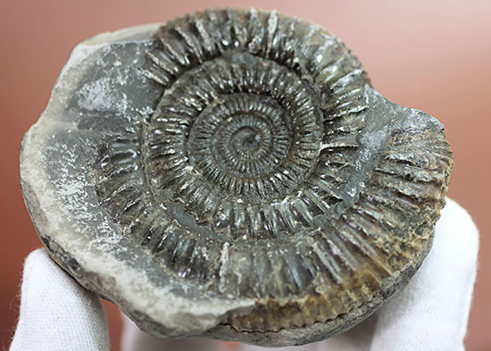 パカっと開く、ネガポジ標本、ジュラ紀を代表するアンモナイト、ダクチリオセラス(Dactylioceras sp.)(その4)