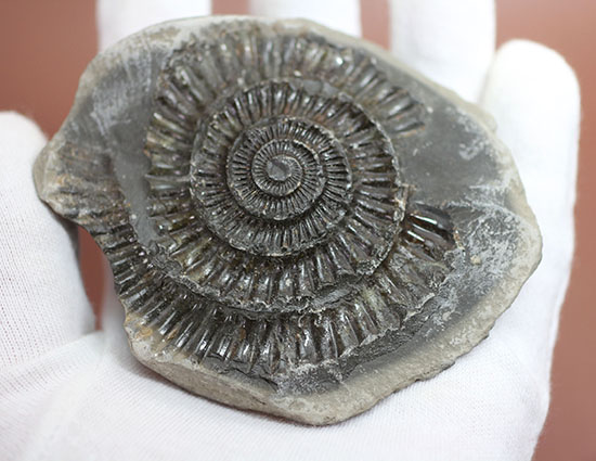 パカっと開く、ネガポジ標本、ジュラ紀を代表するアンモナイト、ダクチリオセラス(Dactylioceras sp.)(その5)
