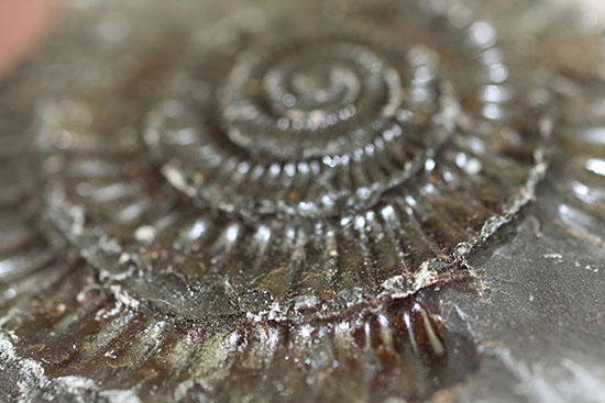 パカっと開く、ネガポジ標本、ジュラ紀を代表するアンモナイト、ダクチリオセラス(Dactylioceras sp.)(その7)