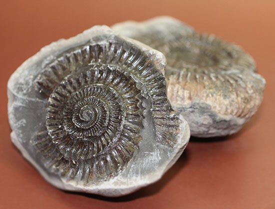 パカっと開く、ネガポジ標本、ジュラ紀を代表するアンモナイト、ダクチリオセラス(Dactylioceras sp.)(その9)