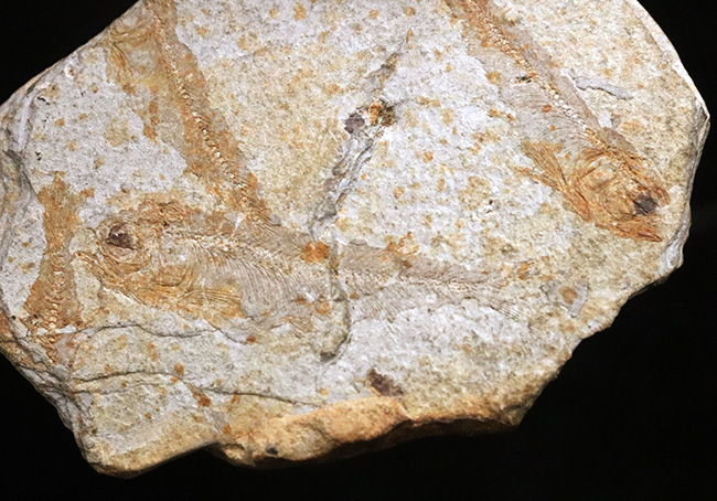 群集化石!恐竜時代・白亜紀前期の絶滅淡水魚、リコプテラ(Lycoptera)のマルチプレート化石(その1)