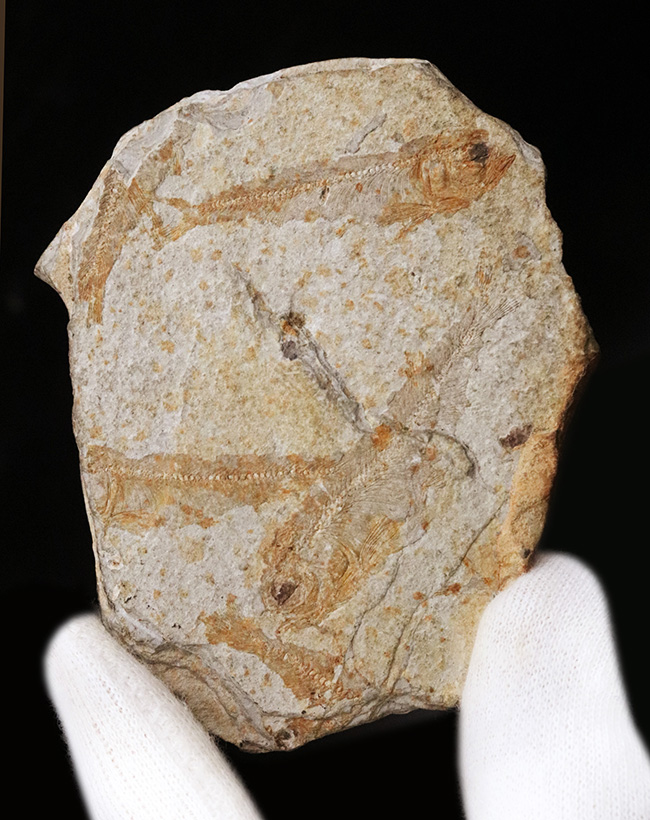 群集化石!恐竜時代・白亜紀前期の絶滅淡水魚、リコプテラ(Lycoptera)のマルチプレート化石(その2)
