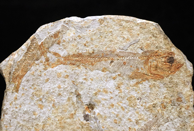 群集化石!恐竜時代・白亜紀前期の絶滅淡水魚、リコプテラ(Lycoptera)のマルチプレート化石(その4)