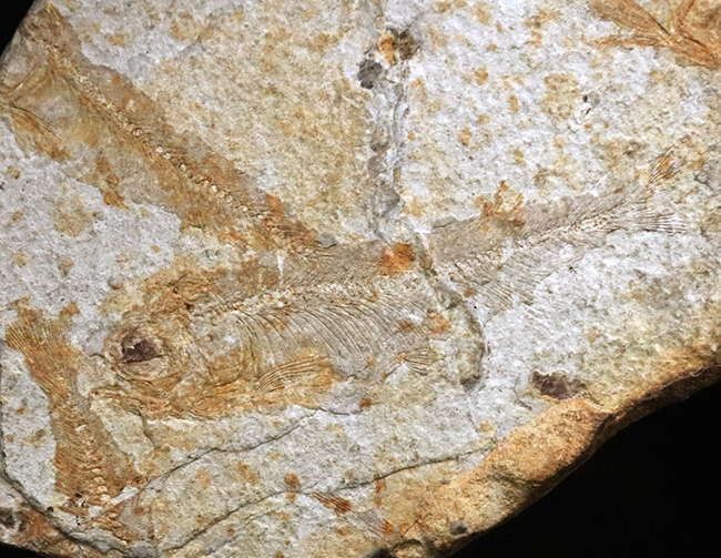 群集化石!恐竜時代・白亜紀前期の絶滅淡水魚、リコプテラ(Lycoptera)のマルチプレート化石(その5)