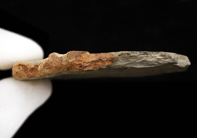 群集化石!恐竜時代・白亜紀前期の絶滅淡水魚、リコプテラ(Lycoptera)のマルチプレート化石(その7)