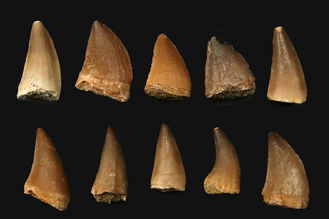 【リーズナブルな10個セット】白亜紀の王者モササウルス（Mosasaurus）の歯化石セット標本（その1）
