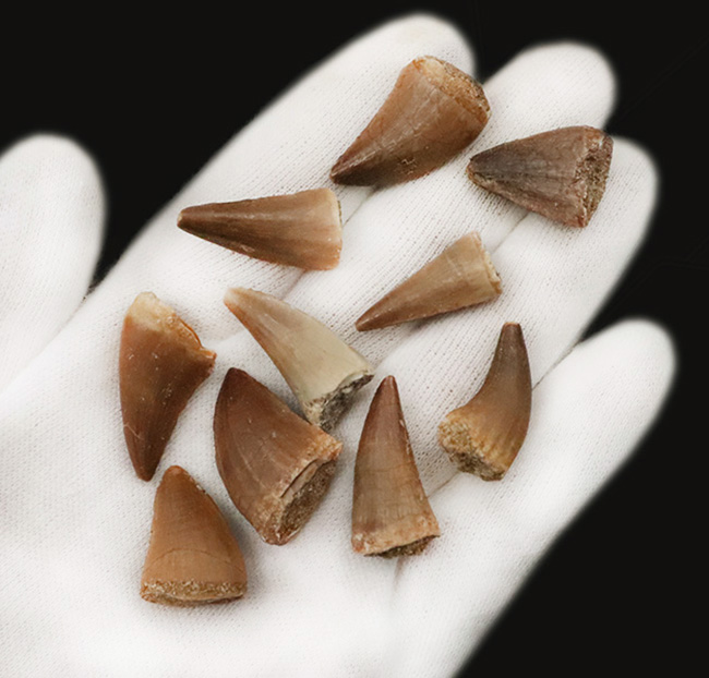 【リーズナブルな10個セット】白亜紀の王者モササウルス（Mosasaurus）の歯化石セット標本（その2）