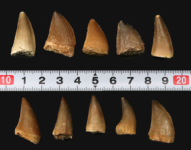 【リーズナブルな10個セット】白亜紀の王者モササウルス（Mosasaurus）の歯化石セット標本（その3）