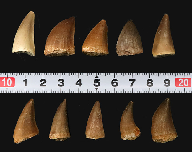 【リーズナブルな10個セット】白亜紀の王者モササウルス（Mosasaurus）の歯化石セット標本（その4）