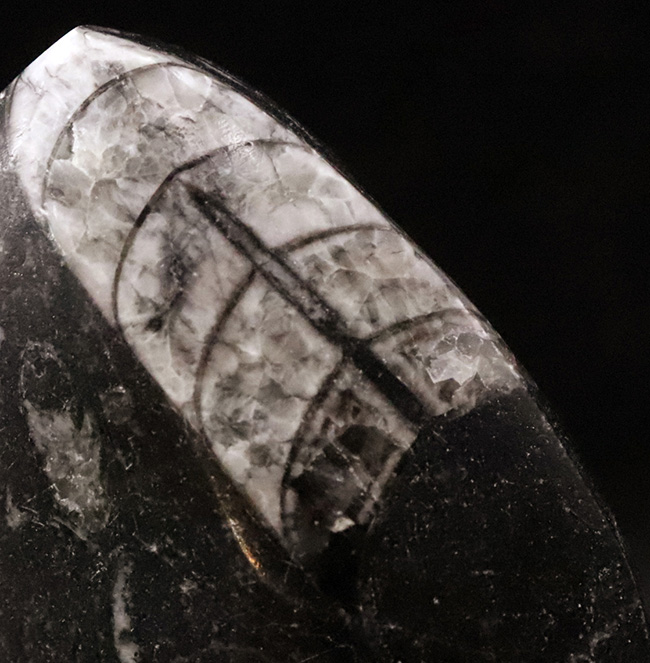 最も古い頭足類の一つで、直線的な殻で知られるオルソセラス(Orthoceras)の磨き標本(その2)