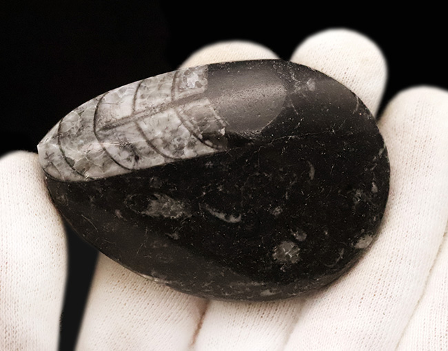 最も古い頭足類の一つで、直線的な殻で知られるオルソセラス(Orthoceras)の磨き標本(その3)