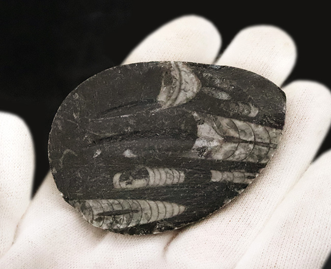 最も古い頭足類の一つで、直線的な殻で知られるオルソセラス(Orthoceras)の磨き標本(その4)