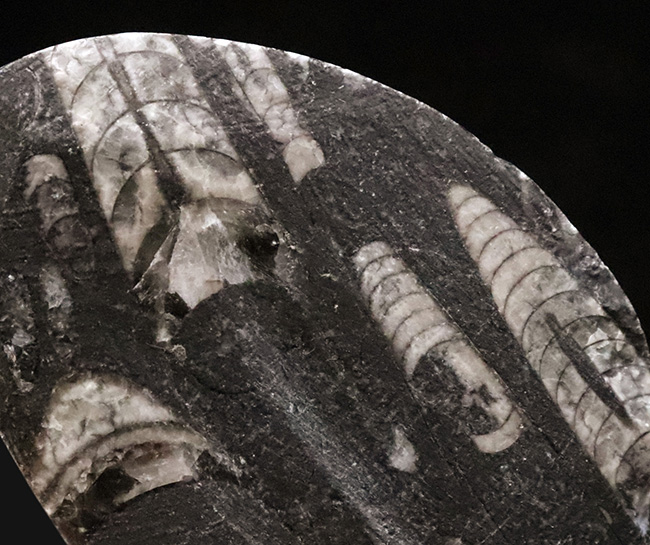 最も古い頭足類の一つで、直線的な殻で知られるオルソセラス(Orthoceras)の磨き標本(その5)