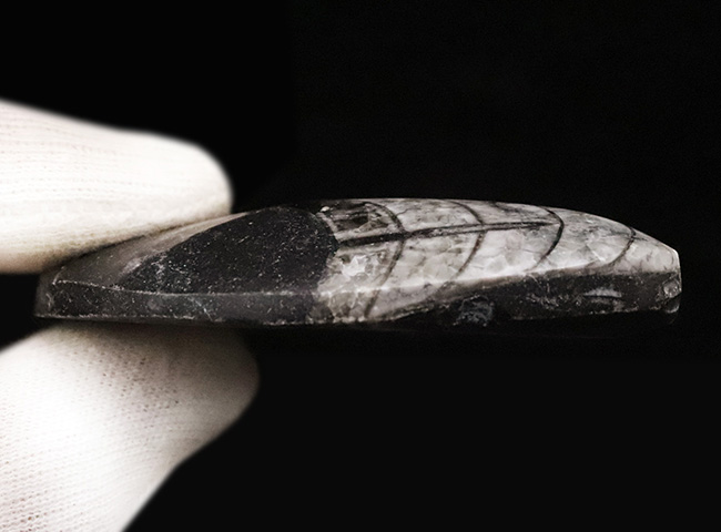 最も古い頭足類の一つで、直線的な殻で知られるオルソセラス(Orthoceras)の磨き標本(その6)