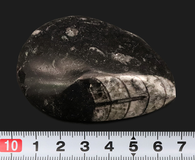 最も古い頭足類の一つで、直線的な殻で知られるオルソセラス(Orthoceras)の磨き標本(その7)