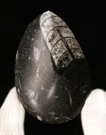 最も古い頭足類の一つで、直線的な殻で知られるオルソセラス（Orthoceras）の磨き標本