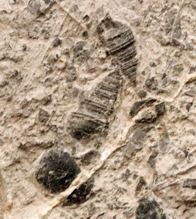 日本の地質学・古生物学の黎明期を支えた金生山産！腹足類オルトネマ（Orthonema）の母岩付き標本（その1）